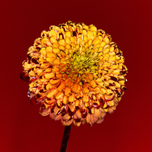 国产清纯女学生被弄高
