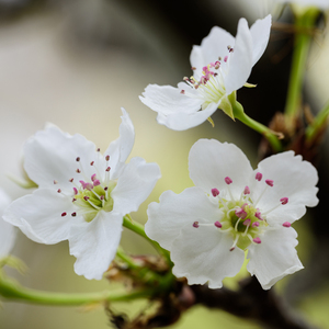 国产清纯女学生被弄高
